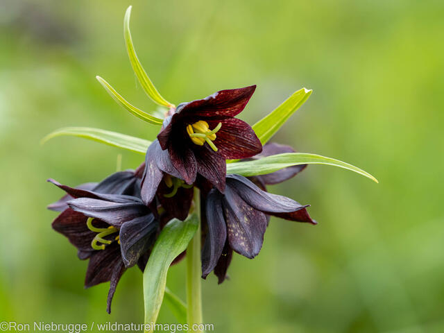 Chocolate Lily