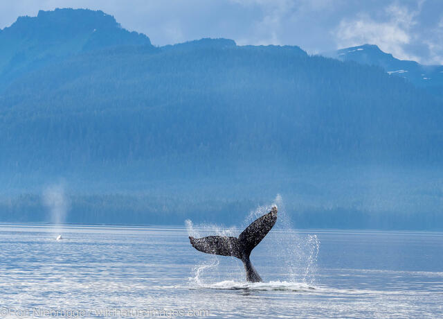 Humpback Whale