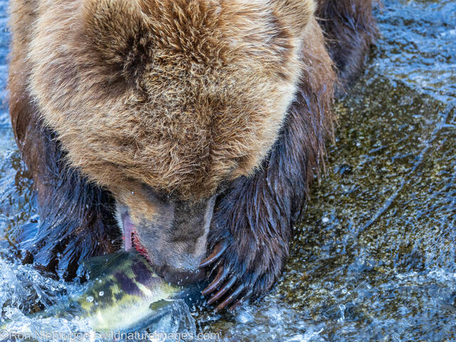 Grizzly Bear Fishing