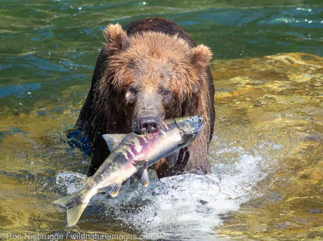 Grizzly Bear Fishing