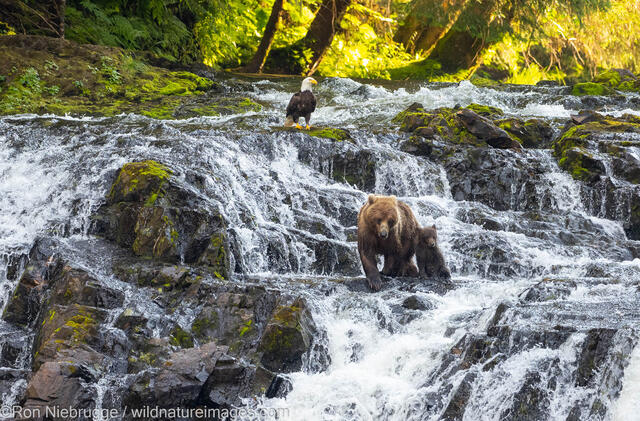 Grizzly Bear with Cub
