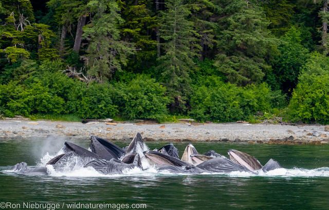 Humpback Whales