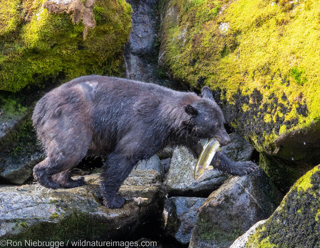 Black Bear