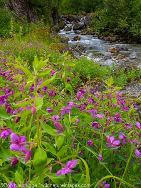 Tongass National Forest
