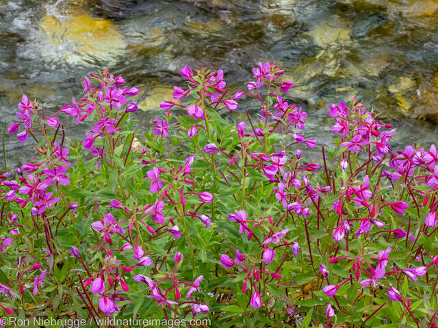 Tongass National Forest