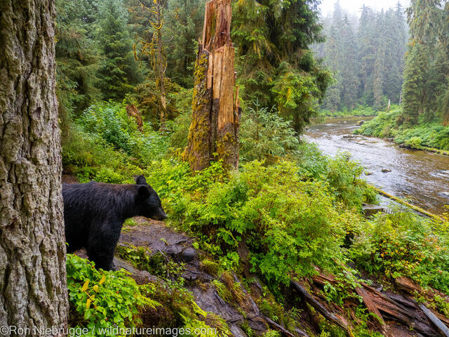 Black Bear