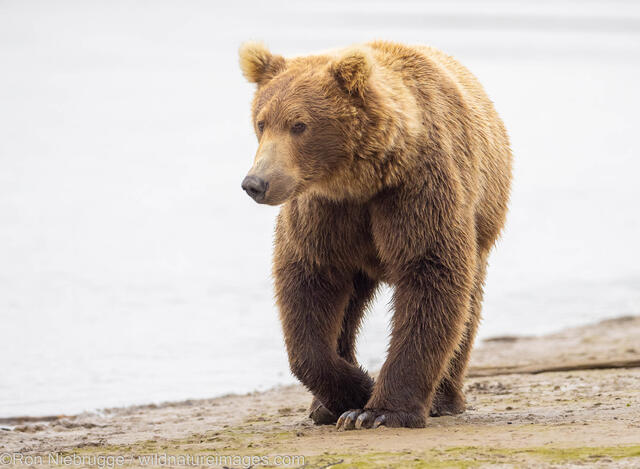 Brown bear in Katmai