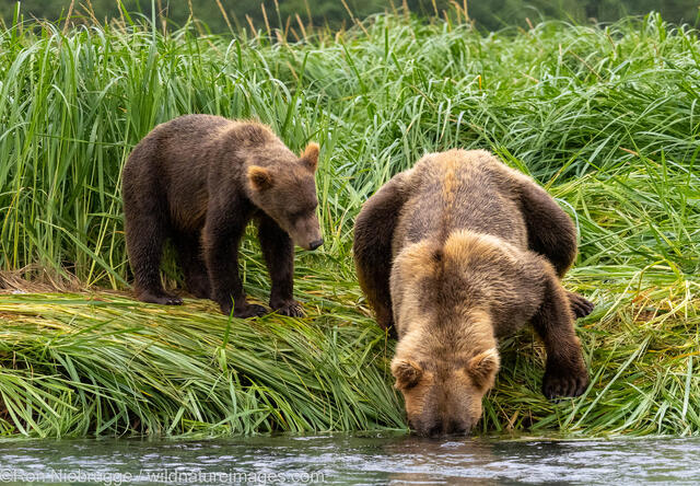 Katmai Brown Bear