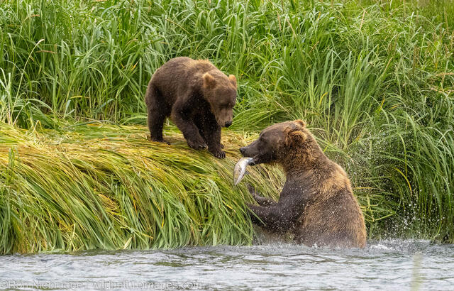 Katmai Brown Bear