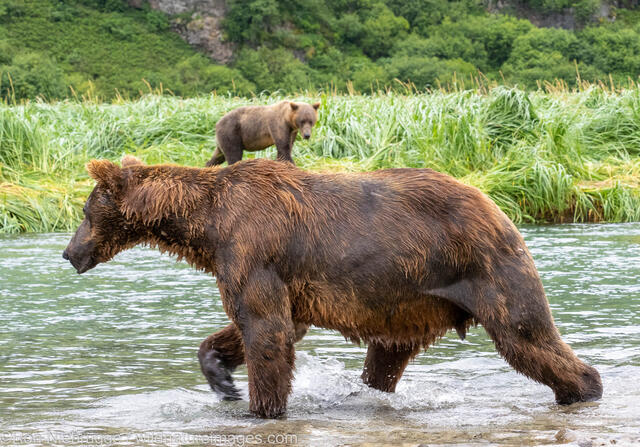 Katmai Brown Bear