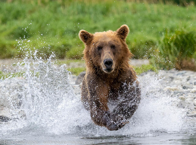 Katmai Brown Bear