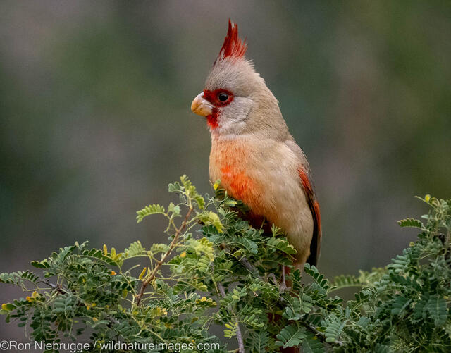 Pyrrhuloxia