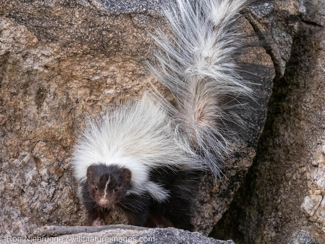 Hooded Skunk