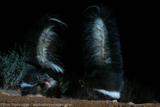 Striped Skunk
