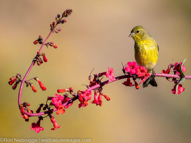 Lesser Goldfinch