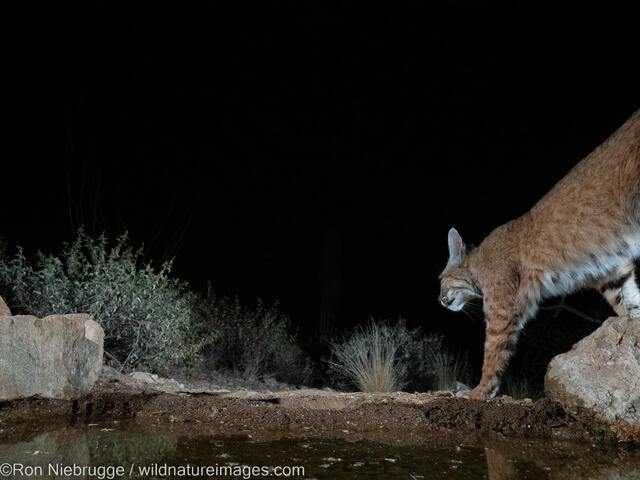 Bobcat