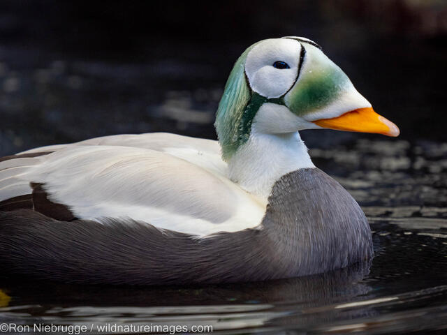 Spectacled Eider