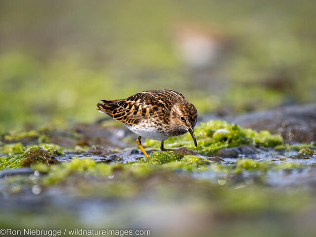 Least Sandpiper