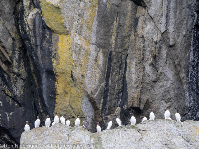Common Murres