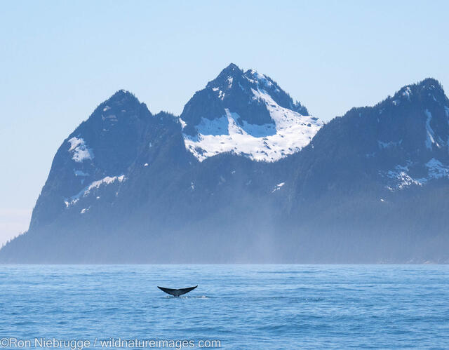 fin whale, kenai Fjords