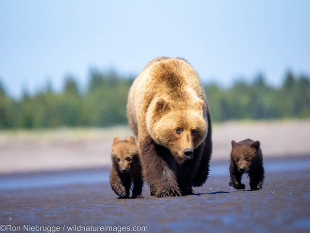 Grizzly Bear