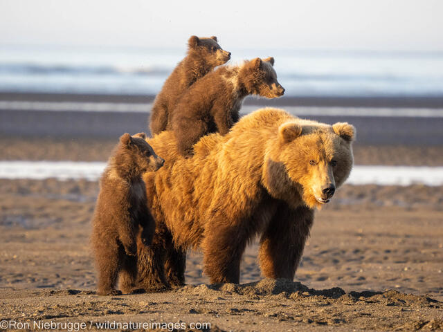 Grizzly Bear Cubs