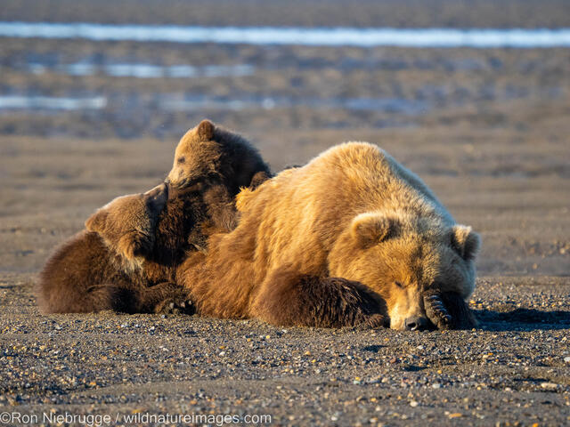 Grizzly Bear