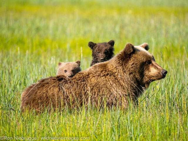 Brown Bear cubs