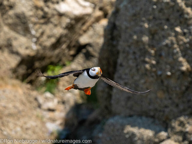 Horned Puffin