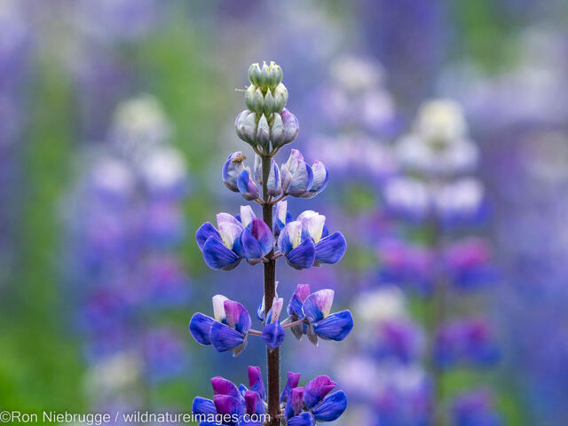 Lupine