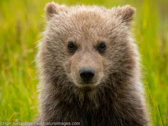 Grizzly Bear Cub