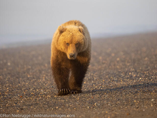 Grizzly Bear