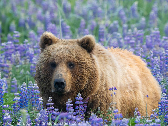 Alaska Wildlife Photos