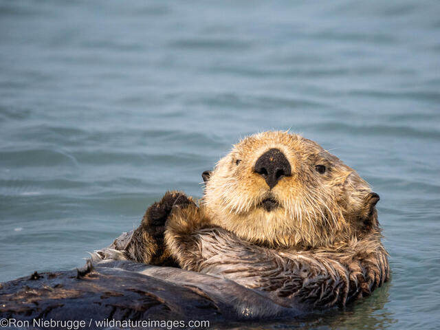 Sea Otter