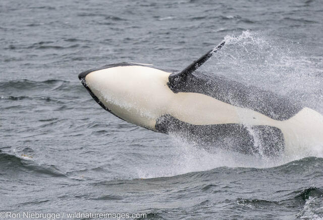 Orca Breaching