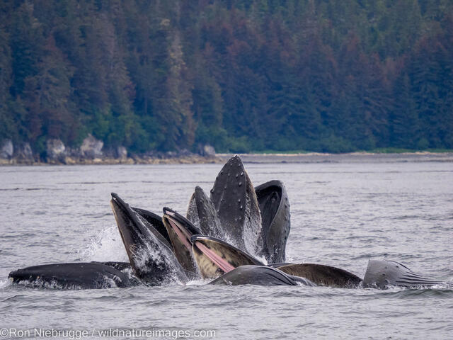 Humpback Whale