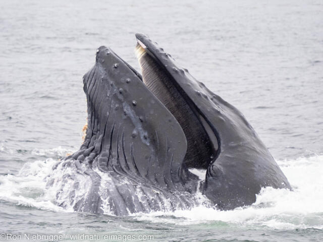 Humpback Whales