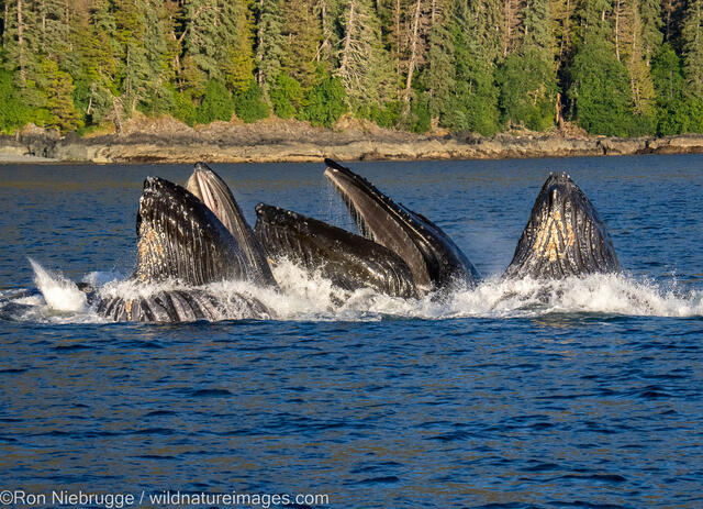 Humpback Whales