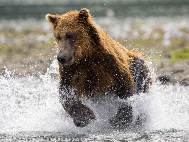 Brown Bear