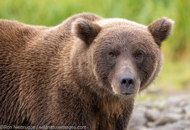 Grizzly Bear