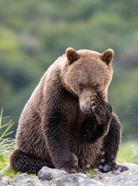 Brown Bear