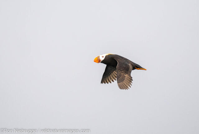 Tufted Puffin