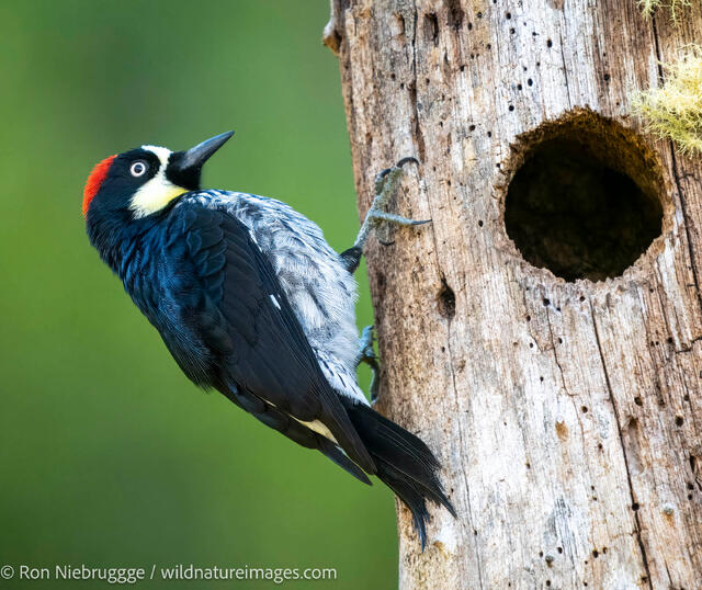 Acorn woodpecker
