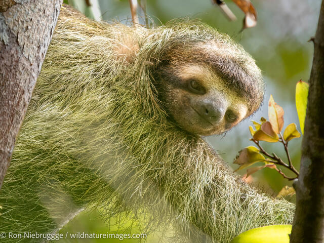 Three-toed sloth,