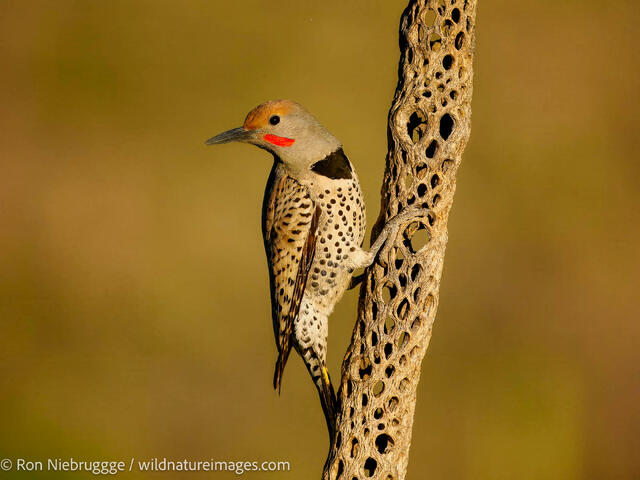 Gilded Flicker