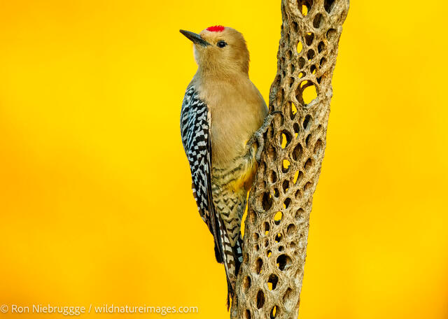 Gila Woodpecker,