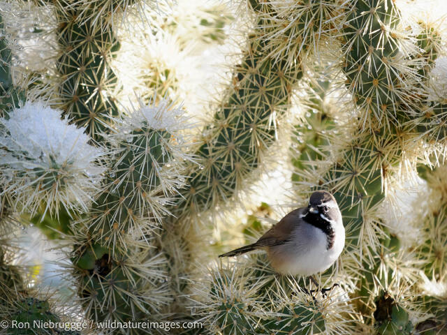 Black-throated Sparrow