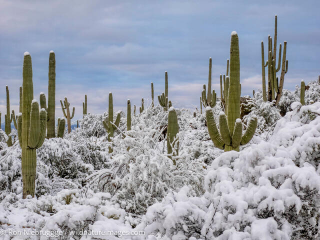 Sonoran Snow