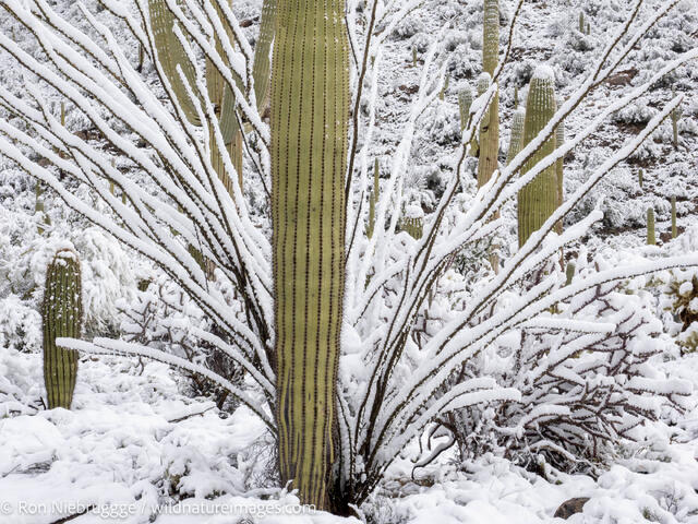 A snowstorm in the Tortolita Mountains, Marana, near Tucson, Arizona.