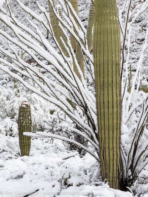 A snowstorm in the Tortolita Mountains, Marana, near Tucson, Arizona.